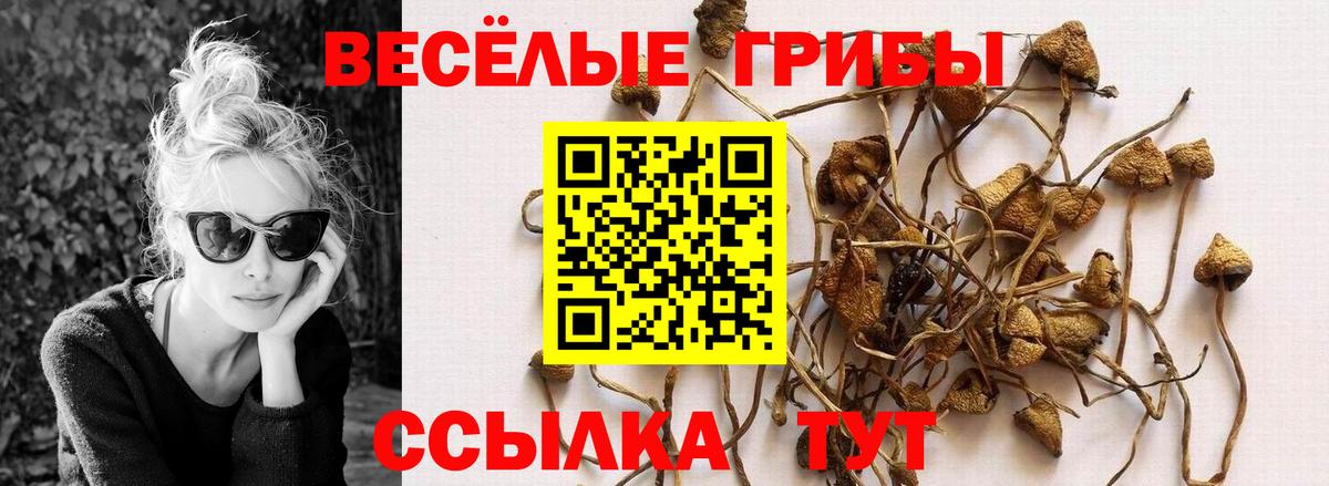 Димитровград  Галлюциногенные грибы MAGIC MUSHROOMS  где купить   Вход с VPN 